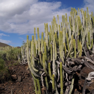 Euphorbia canariensis